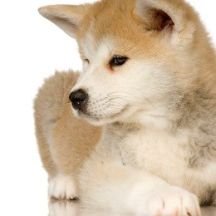 iams