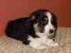 Spitz a vendre