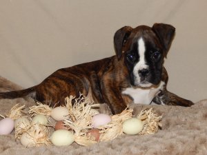 Teckel puppies