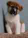 Cavalier King Charles Spaniel, Chiots spaniel � vendre,