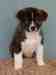Cavalier King Charles Spaniel, Chiots spaniel � vendre,