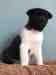 Cavalier King Charles Spaniel, Chiots spaniel � vendre,