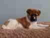 Cavalier King Charles Spaniel, Chiots spaniel à vendre,