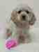 Cairn Terrier