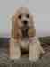 Cairn Terrier