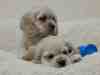 Cairn Terrier