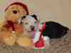 Chihuahua a vendre