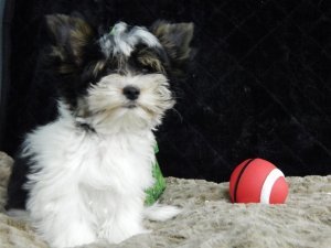Jack Russell Terrier pups