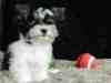 Jack Russell Terrier a vendre